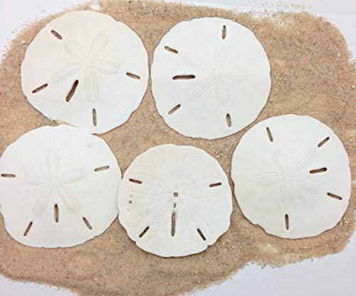 Peperlonely Sanddollars für Hochzeiten, Weiß 5#. 3 ~ 3-1/2 10pc