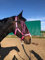 Halfter für Pferde mit Führstrick & Fliegenfransen Pferd, Halfter mit Strick - Halfter Pony Shetty Halfter Cob Full Kb (Pony, Schwarz-Pink + Schwarz + Pink)