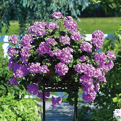 5 : Flower Seeds Hardy Geraniums Seeds Home Plant Potted Plants Easy to Import Flowers Double Petals Multi-Meat 20 Pcs K002