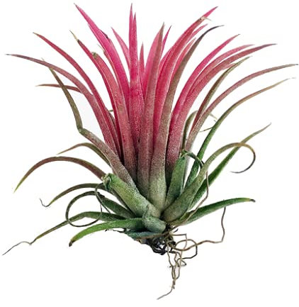 Planta del Aire de Color Rojo Tillandsia Ionantha Rubra Clavel del Aire Rojo Tillandsia Roja Planta Aérea