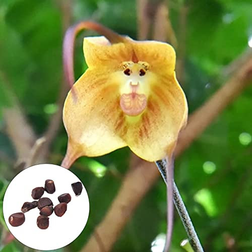 Somerway Affe Gesicht Orchideensamen 50 stücke Mehrjährige Blumensamen Für Pflanzung blühender Affe Gesicht Orchideensamen Dekorative Pflanzensamen Yard Decor Gelb