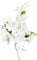 Cake Company Zuckerblumenboquet Orchidee 1 Stück weiß 1er Pack (1 x 55 g) | Tortendekoration zur Hochzeit und Geburtstagen