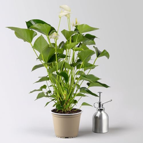 Flamingoblume, 'White Champion', weiß, Topf-Ø 14 cm, Höhe ca. 50 cm