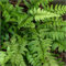 Fern Hardy Shield Fern Polystichum Tsussimense X 3 Plug Plants