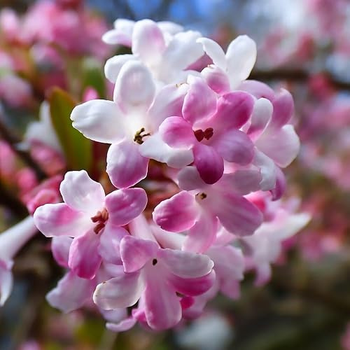 Duftender Winterschneeball Charles Lamont - Viburnum bodnantense Duftschneeball