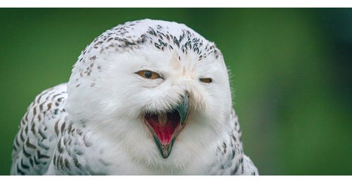 Postkarte PANORAMA +++ GEO von modern times +++ SCHNEE-EULE * XXL +++ BK.EDITION GEO © HÄUSLER, Thomas