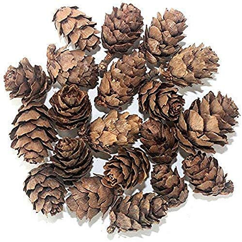 POFET 30 Piezas Piñas navideño,Mini Conos de Pino Naturales de Acción de Gracias para el hogar Manualidades de Bricolaje Árbol de Navidad Decoración de otoño Invierno (1-2 cm)