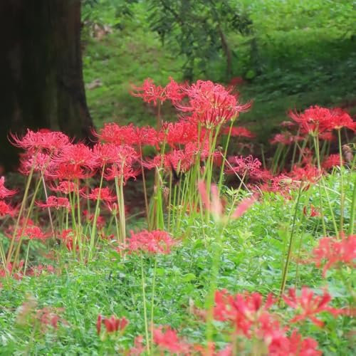 fiore sanguigno lycoris radiata bulbi - piante esotiche, bulbi di fiori bulbi di fiori del giglio di ragno, bulbi da fiore a precoce Piante da balcone, decorazioni da 2pcs