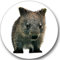 Sticker-Designs 10cm! Klebe-Folie Wetterfest Made-IN-Germany Wombat No759 rund/weißer Hintergrund! UV&Waschanlagenfest Auto-Aufkleber Profi-Qualität!