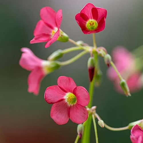 Blue Magic Design Eisernes Kreuz Oxalis Deppei Glücksklee, 10 Stück