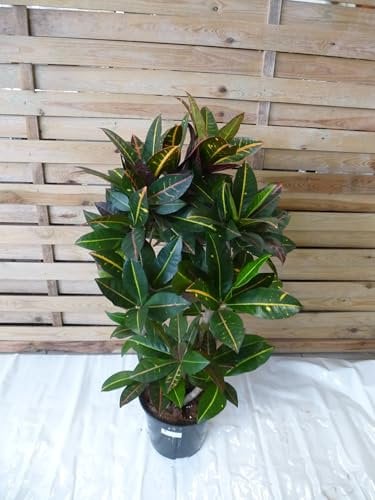 [Palmenlager] Kroton Petra 90 cm - kräftig verzweigt - Codiaeum variegatum - Croton // außergewöhnliche Zimmerpflanze mit bunten Blättern
