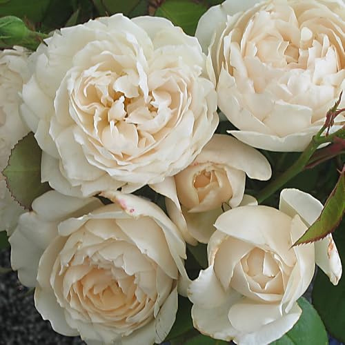 YouGarden Harkness Sandra's Rose, Established Plant in 3-4 Litre Pot, Ready to Plant, Fragrant Shrub Rose for Pots, Beds, and Borders, Summer to Autumn Flowering