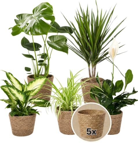 “Luftreiniger” Pflanzenset + 5x Seegraskorb | 5er-Set | Monstera, Spathiphyllum, Dracaena, Dieffenbachia, Grünlilie | ca. 40-70 cm | Ø 12-15 cm Topf | Pflegeleichte Zimmerpflanzen