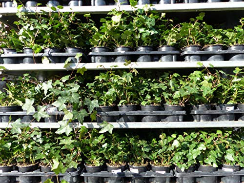 gruenwaren jakubik 25 Stück Efeu Hedera helix 20-35 cm Heckenpflanze winterhart Kletterpflanze Hecke Sichtschutz blickdicht