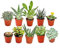 Pack de 10 Mini Plantas Suculentas Naturales - Maceta de 5cm -