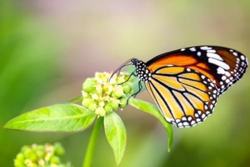 Acryl-Bild 50 x 30 cm: Schmetterling auf Blume (21783728)