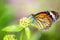 Acryl-Bild 50 x 30 cm: Schmetterling auf Blume (21783728)