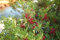 Pistacia Chinensis, Hardy cinese Pistach Albero 20/100/50 semi da Stati Uniti d'America:Seeds Only