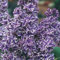 25 Lila weißen Flieder Samen Baum Fragrant Hardy mehrjähriger Blume Strauch Garten