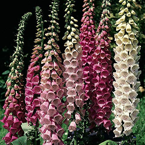 Foxglove Garden Plant Hardy Biennial Grow Your Own (Digitalis) Mixed 1 Litre Pot x 1 by Thompson & Morgan