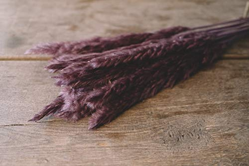 NaDeco Pampasgras Fluffy getrocknet 35/70g, Länge ±80cm in Natur oder Weiß wählbar Pampas Gras Dekozweige Trockenblumen Blumenstrauß aus Pampasgras Deko Zweige, Farbe:Lila 70 Gramm