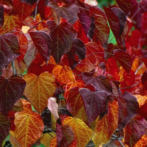 Cercis Canadensis 'Forest Pansy' - Hardy Tree - Purple Heart Shaped Foliage - Ideal for Small Gardens - Low Maintenance - Easy to Grow Your Own - 1x 9cm Pot by Thompson and Morgan (1)