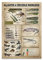 Lsjuee Alligator & Crocodile Knowledge Vintage Blechschild aus Metall, Eisenmalerei, Retro-Schilder für Zuhause, Küche, Badezimmer, Wand, dekorativ, lustiges Poster, 30,5 x 40,6 cm