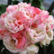 10 pezzi semi di pelargonium multi-petalo di geranio fiore giardino balcone bonsai decor semi di giardinaggio per piantare ora Semi di Pelargoni