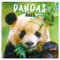 NOTIQUE Wandkalender Pandas 2025 Kalender, Broschürenkalender mit Monatskalendarium, Broschurkalender Tierkalender 30 x 30 cm (30x60 Geöffnet)
