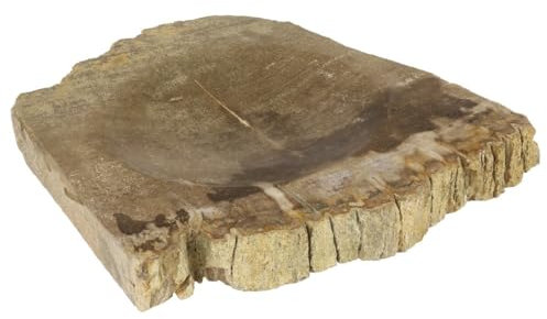 Oriental Galerie Seifenschale Naturstein Schale Fossil Fossilschale Versteinertes Holz Braun Nr. 1