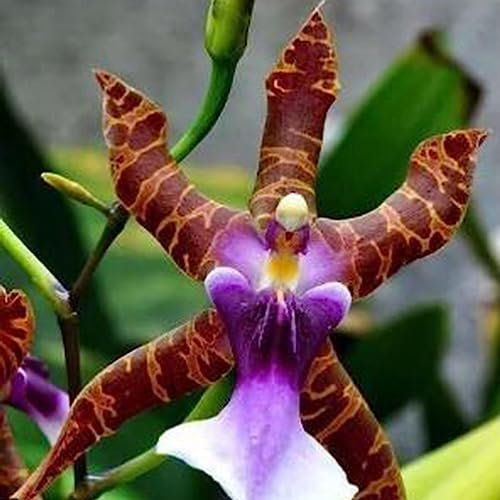 50 Teile/beutel Orchidee Samen Seltene Immergrün Blühende Dekorative Blumen Bonsai Sämlinge Blume Obst Baum Gemüse Samen Samen