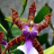 50 Teile/beutel Orchidee Samen Seltene Immergrün Blühende Dekorative Blumen Bonsai Sämlinge Blume Obst Baum Gemüse Samen Samen