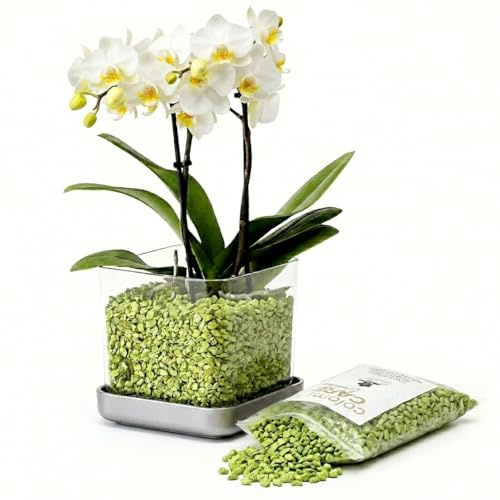 Colomi Care Orchideentopf Set transparent + 1 L Orchideengranulat (grün) – sauberes Pflanzsystem mit Wurzel- & Feuchtigkeitskontrolle