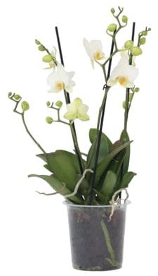 Plant in a Box - Phalaenopsis Multiflora - Orchidea Bianco - Pianta da appartamento fiorita - Adatta ai gatti - Vaso 12cm - Altezza 35-45cm