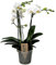 Plant in a Box - Phalaenopsis Multiflora - Orchidee Weiß - Mottenorchidee - Katzenfreundlich - Topf 12cm - Höhe 35-45cm