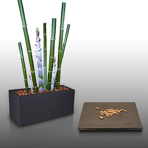 25 graines à semer - Le Grenier d'Abondance - BAMBOU Blanc - Dendrocalamus Membranaceus