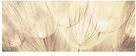 Bilderwelten Top Blumen Glasbilder Wandbild Foto Kunstdruck Pusteblume Sepia 50 x 125 cm