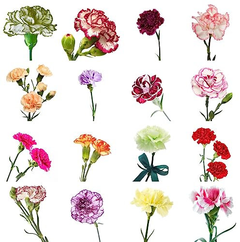 200 Pezzi Semi Di Fiori Di Garofano, Semi Di Garofano Perenni, (Dianthus Caryophyllus) Balcone Di Semi Di Fiori, Regali Da Giardino Per Le Donne Semi Di Garofano Resistenti Perenni,