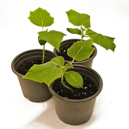 Einlegegurke Vorgebirgstraube Jungpflanze im Topf ∅ 10,5cm (3)