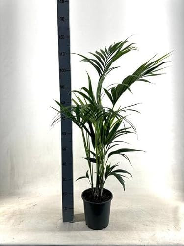 Kentia Palme - Howea Forsteriana - Zimmerpflanze - Ø21cm - 110cm