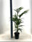 Kentia Palme - Howea Forsteriana - Zimmerpflanze - Ø21cm - 110cm