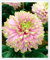 Romantische Dahlie,Dahlien Knollen Groß, Winterhartes Pflanzen,Dahlia Pompon,Dahlien Knollen MehrjäHrig,dahlia bulbs-2 Zwiebeln-H