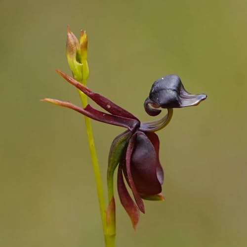 Caleana major exotische blumenwiese mehrjährig fliegende ente orchidee balkon garten pflanzenliebhaber geschenke bonsai blumensamen balkon winterharte garten deko hecke ausgefallene 60samen