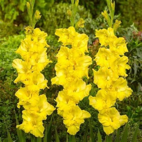 Bulbi di gladiolo-Pianta di gladiolo-Crescita rapida- Fiori e foglie rigogliosi-Fiori ornamentali da giardino-Piante da giardino in vaso-e-8 bulbi