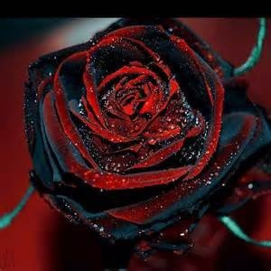 50 Semillas de Rosa Negra - con bordo rosso, colore raro, popolari giardino semi di fiore perenne Bush o Bonsai Fiore 1
