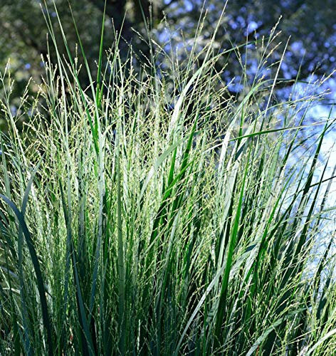 Purpur Liebesgras - großer Topf - Eragrostis spectabilis - lebende Gartenpflanze aus den Baumschulen
