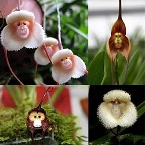 Graines D'orchidée Visage de Singe, Graine D'orchidées Monkey Face, Graine Fleurs Rares en Visage de Singe pour Jardin, Faciles à Cultiver, Graines de Fleurs à Semer (100 Pièces)