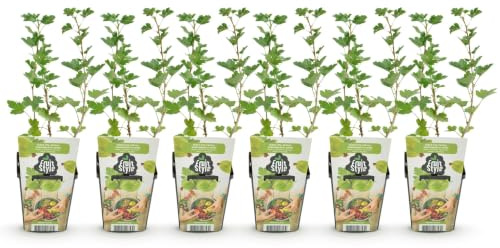 GreenboutiQ - Plantes fruitières - Groseillier à maquereau - Ribes uva-crispa Hinnonmaki Grun - Résistant à l'hiver - 6 Plantes - Pot 9 cm - Baie verte