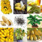 Banana Baum Samen 100Pcs Seltene Zwerg Banane Baum Samen Mini Bonsai Samen Exotichome Garten Pflanzen
