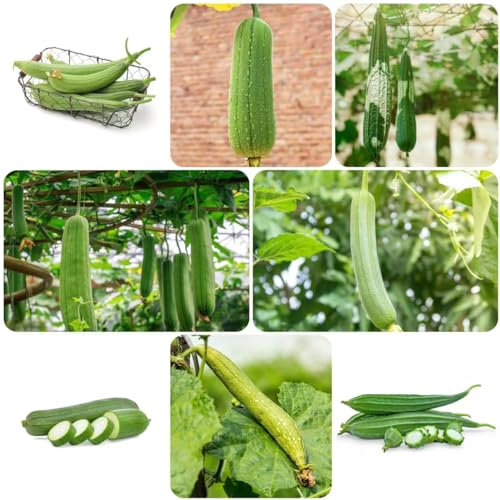 20 pcs Luffa pflanze kaufen samen - pflanze winterharte pflanzen für garten,Luffa cylindrica, bonsai topf seeds büropflanzen gemüsesaat zimmerpflanze winterfeste pflanzen für kübel